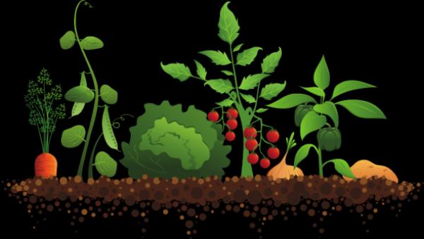 Crops clipart