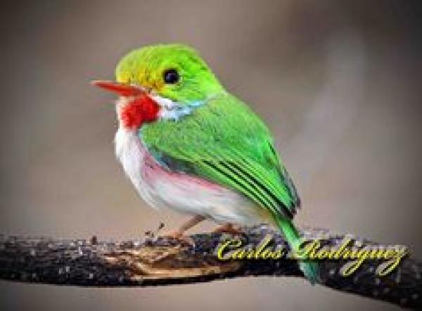 Cuban Tody svg