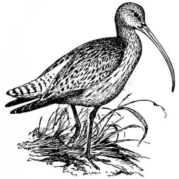 preview Curlew coloring