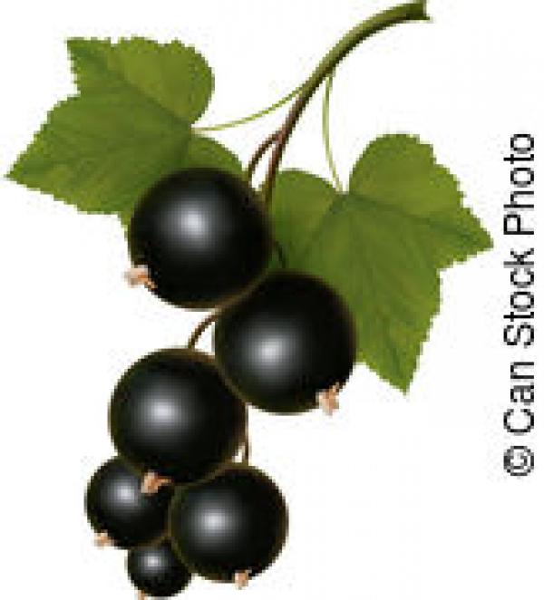 Currants clipart