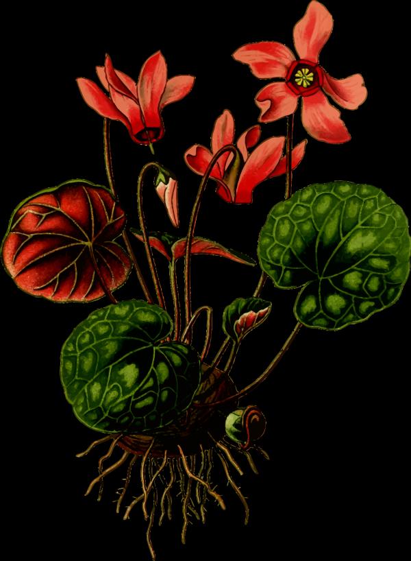 Cyclamen clipart