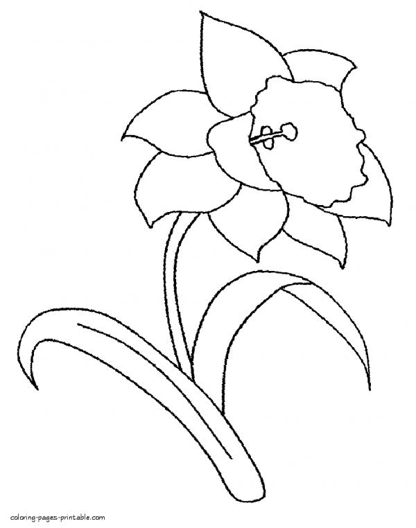 preview Daffodil coloring