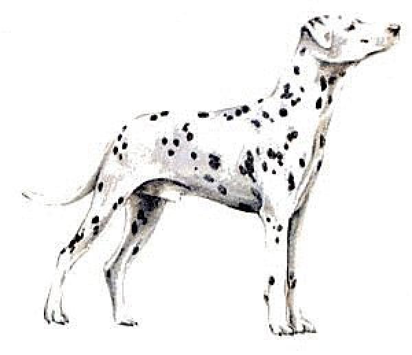 Dalmation clipart