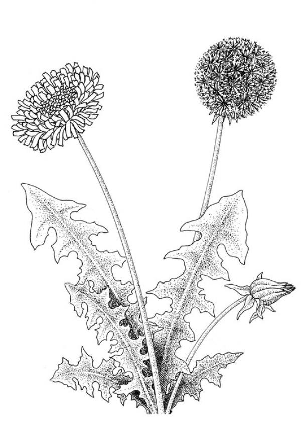 preview Dandelion coloring