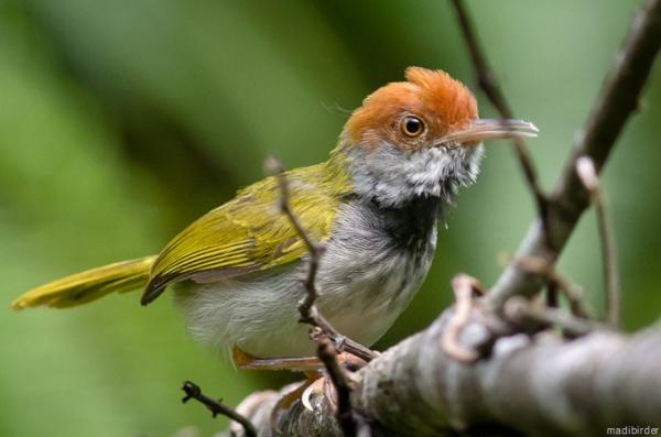 Dark-necked Tailorbird clipart