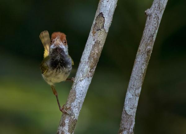 preview Dark-necked Tailorbird coloring