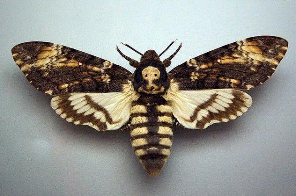 Deaths Head Moth coloring