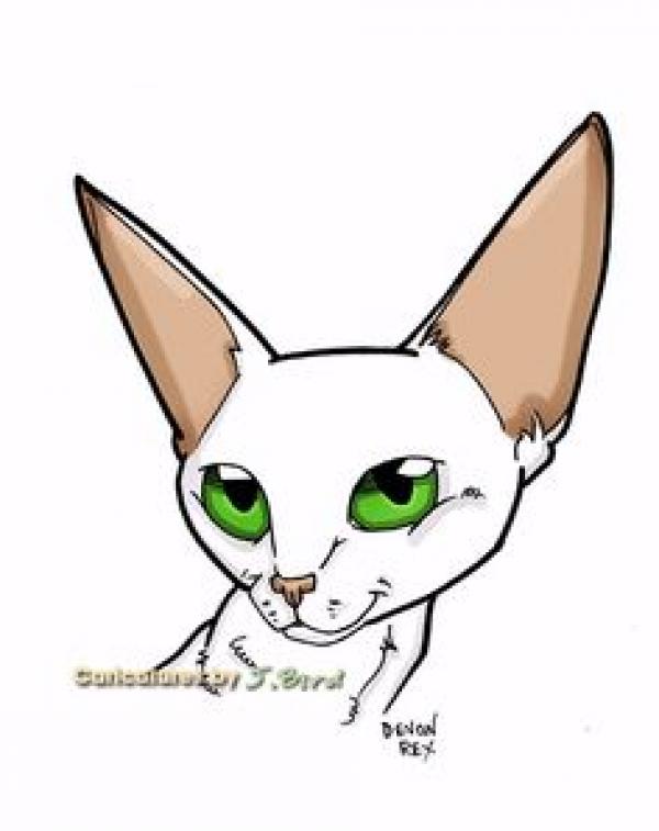 Devon Rex clipart