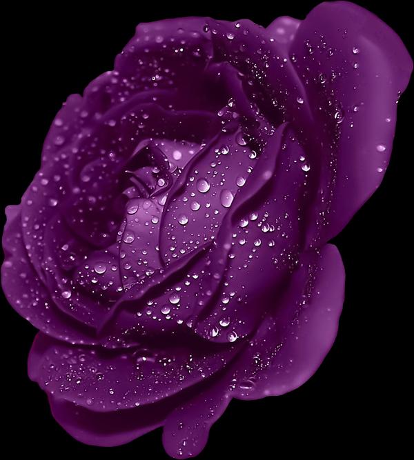 Purple Rose clipart