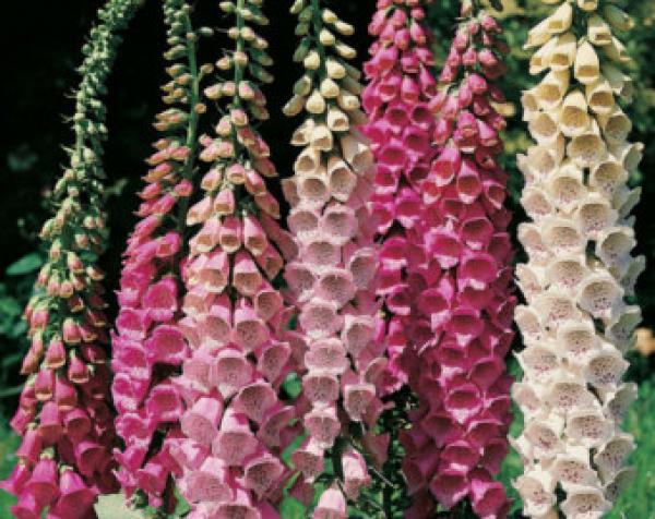 preview Digitalis coloring