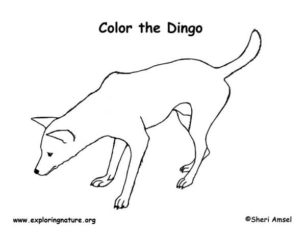 preview Dingo coloring