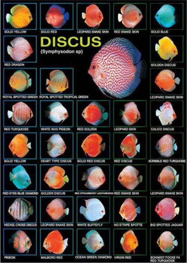 preview Discus Fish coloring