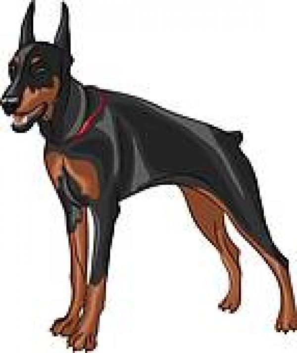 Doberman Pinscher clipart