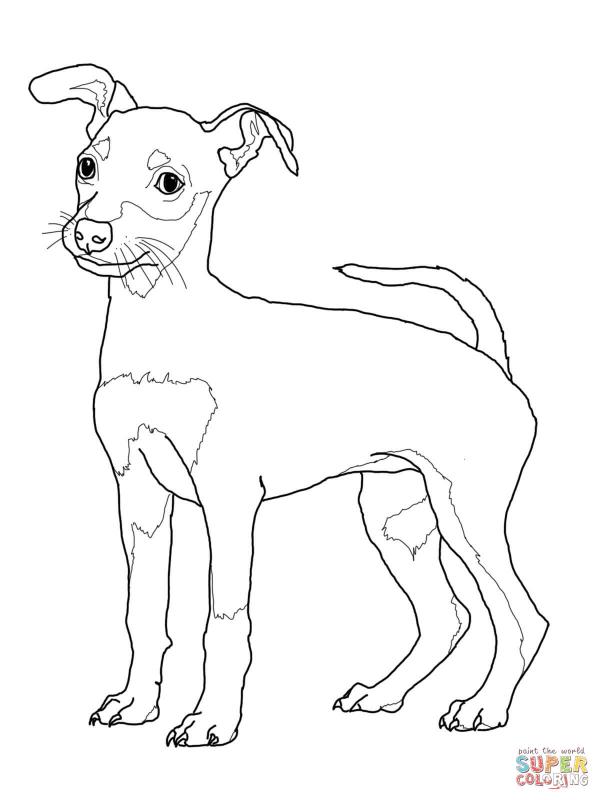 preview Doberman Pinscher coloring