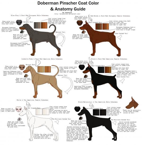 preview German Pinscher coloring