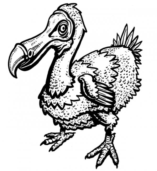 Dodo coloring