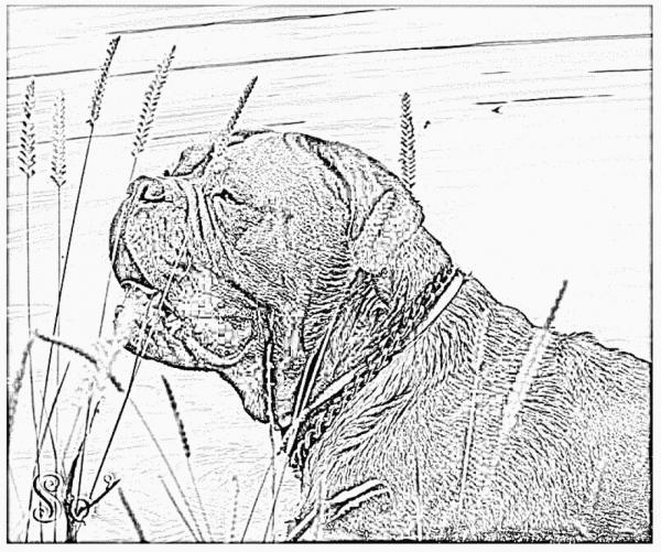 preview Dogue De Bordeaux coloring