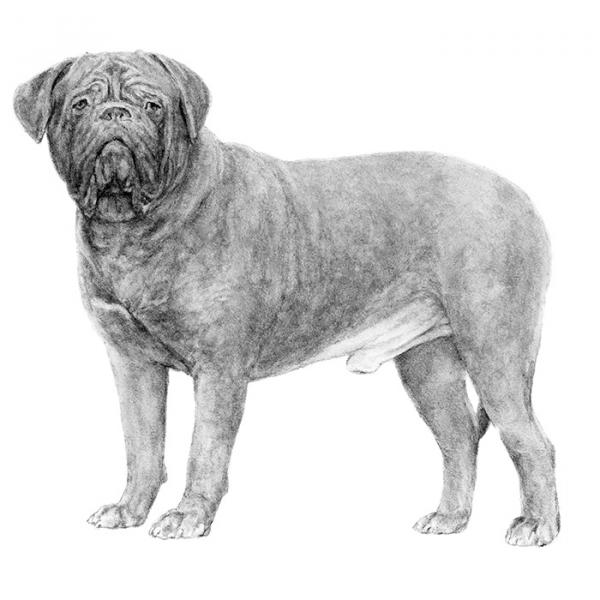 preview Dogue De Bordeaux svg