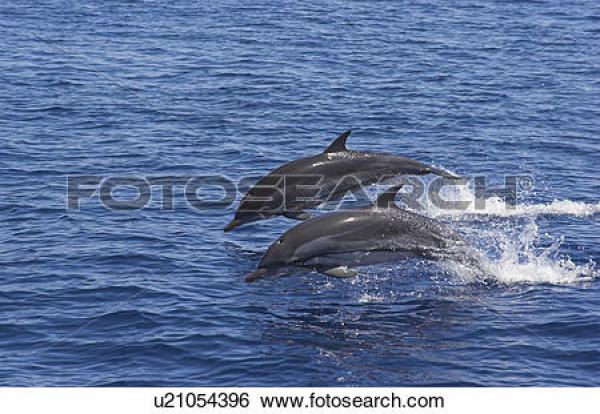 Dolphins Riding Bow clipart