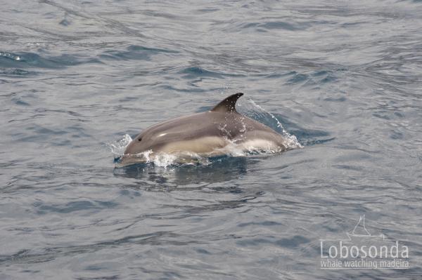 preview Dolphins Riding Bow coloring