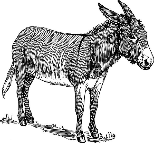 preview Donkey svg