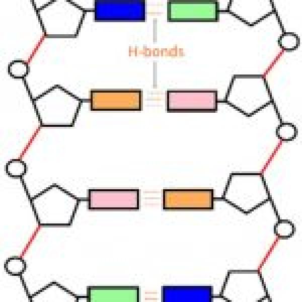 preview Double Helix coloring