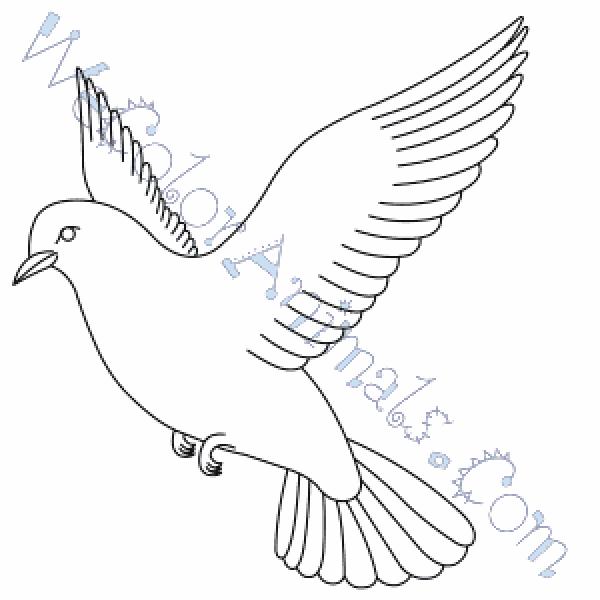 preview Dove coloring