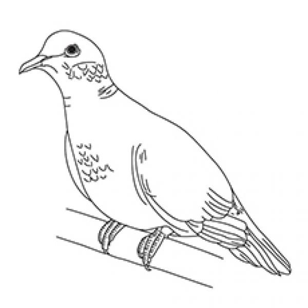 preview Turtle Dove coloring