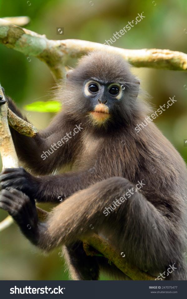 Dusky Leaf Monkey clipart