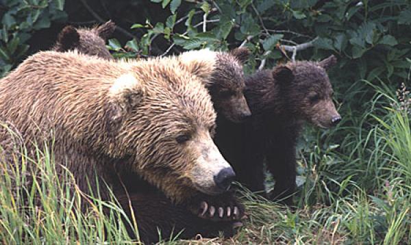 preview Eastern Brown Bear coloring