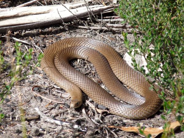 preview Brown Tree Snake coloring