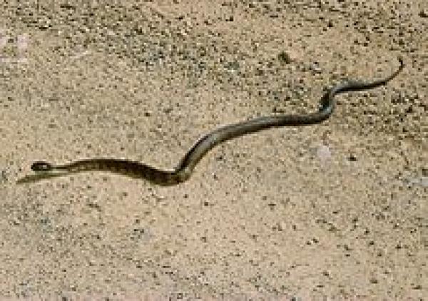 preview Eastern Brown Snake coloring