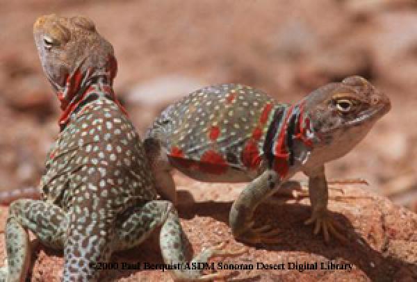 preview Eastern Collared Lizard coloring