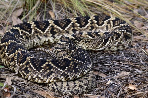 preview Eastern Diamondback Rattlesnake coloring