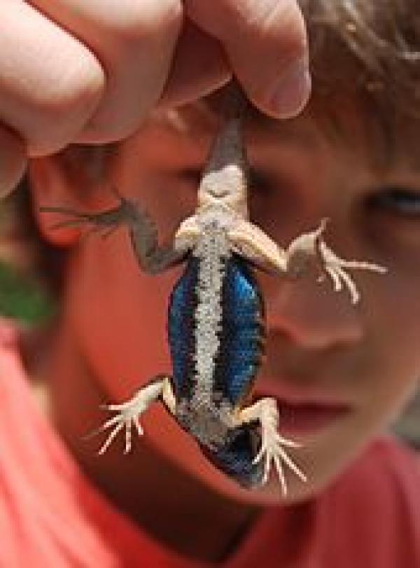 preview Eastern Fence Lizard coloring