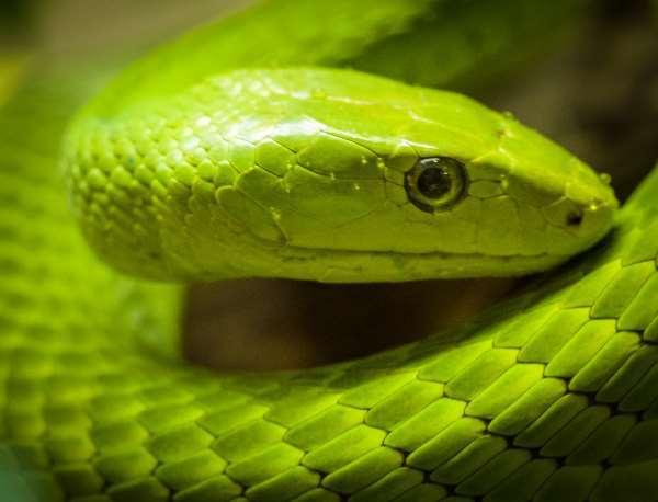 preview Eastern Green Mamba svg