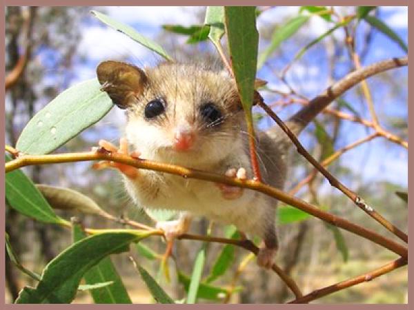 preview Eastern Pygmy Possum coloring