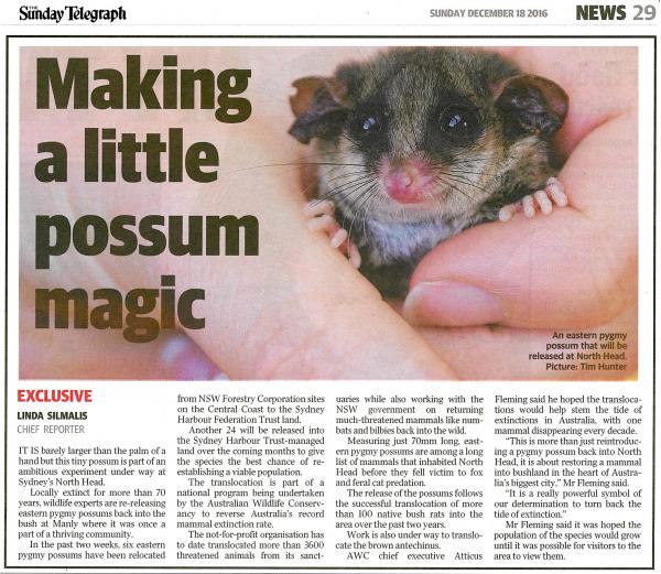 preview Eastern Pygmy Possum svg