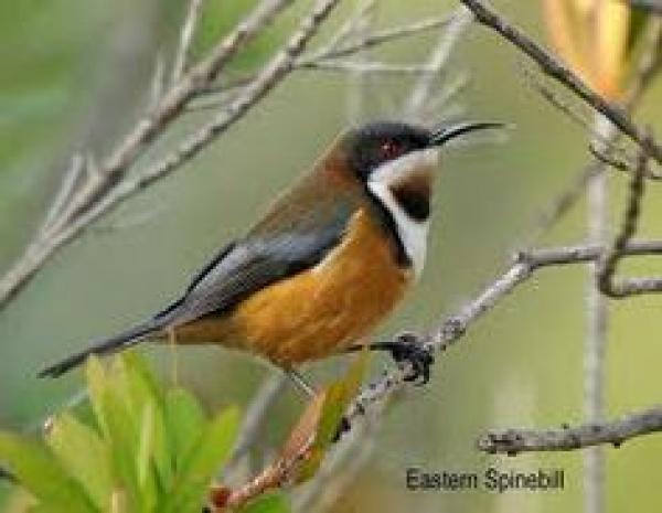 Spinebill clipart