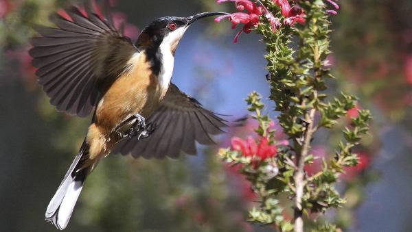 Eastern Spinebill clipart