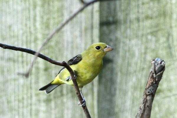 preview Eastern Tanager coloring