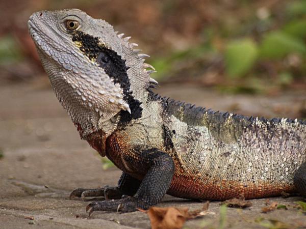 Eastern Water Dragon clipart