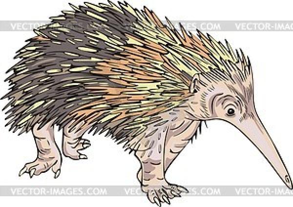 Echidna clipart