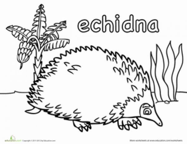 Echidna coloring