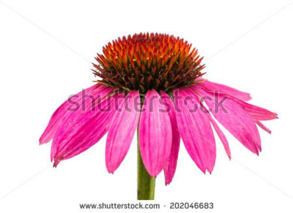 Echinacea clipart