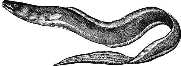 Eel clipart