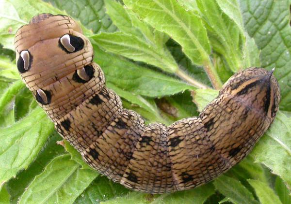 Elephant Hawk-moth coloring