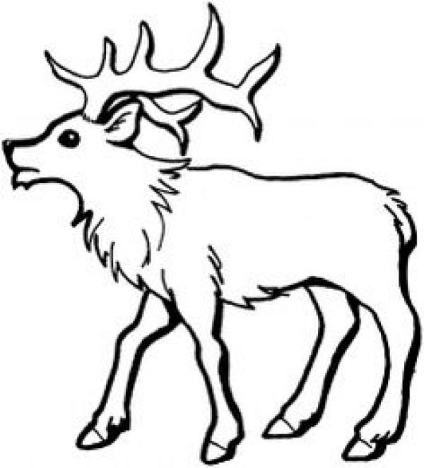 Elk coloring