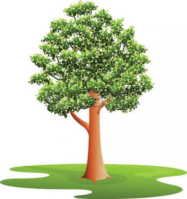 Elm Tree clipart