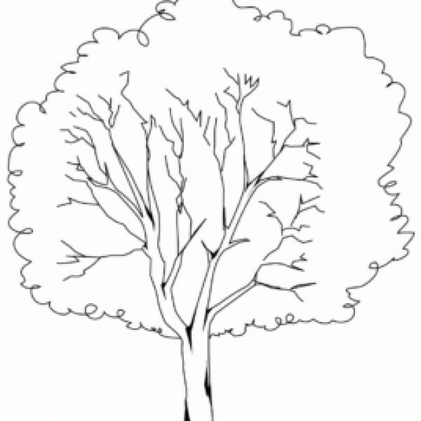 preview Elm Tree coloring